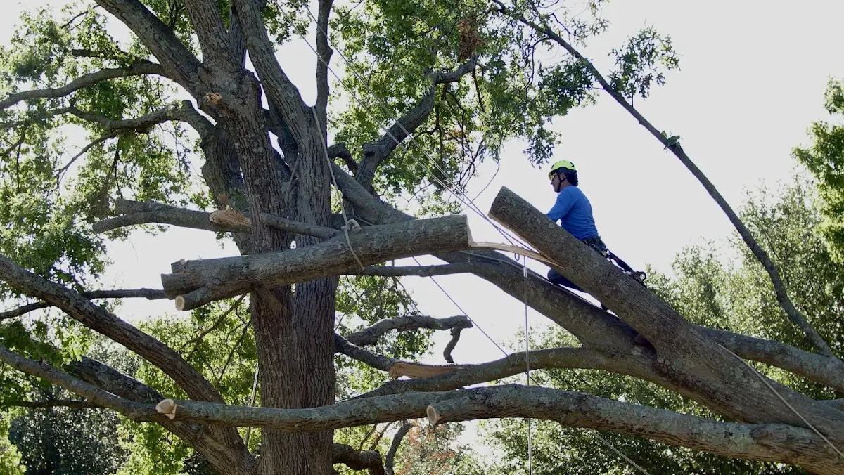 Professional Crown Thinning performed by certified arborists in Belva